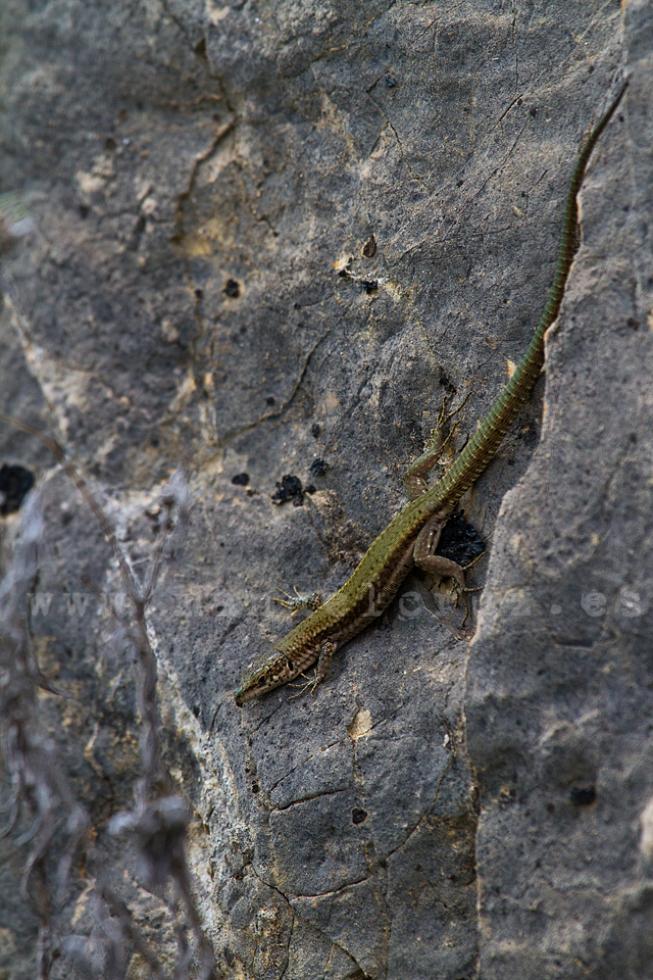 Lagartija ibérica (Podarcis vaucheri)
